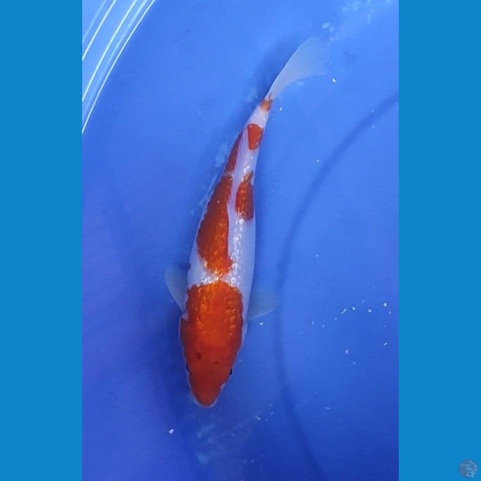 OEIGINAL KOHAKU FULL GINDRIN TOP 23 CM Female