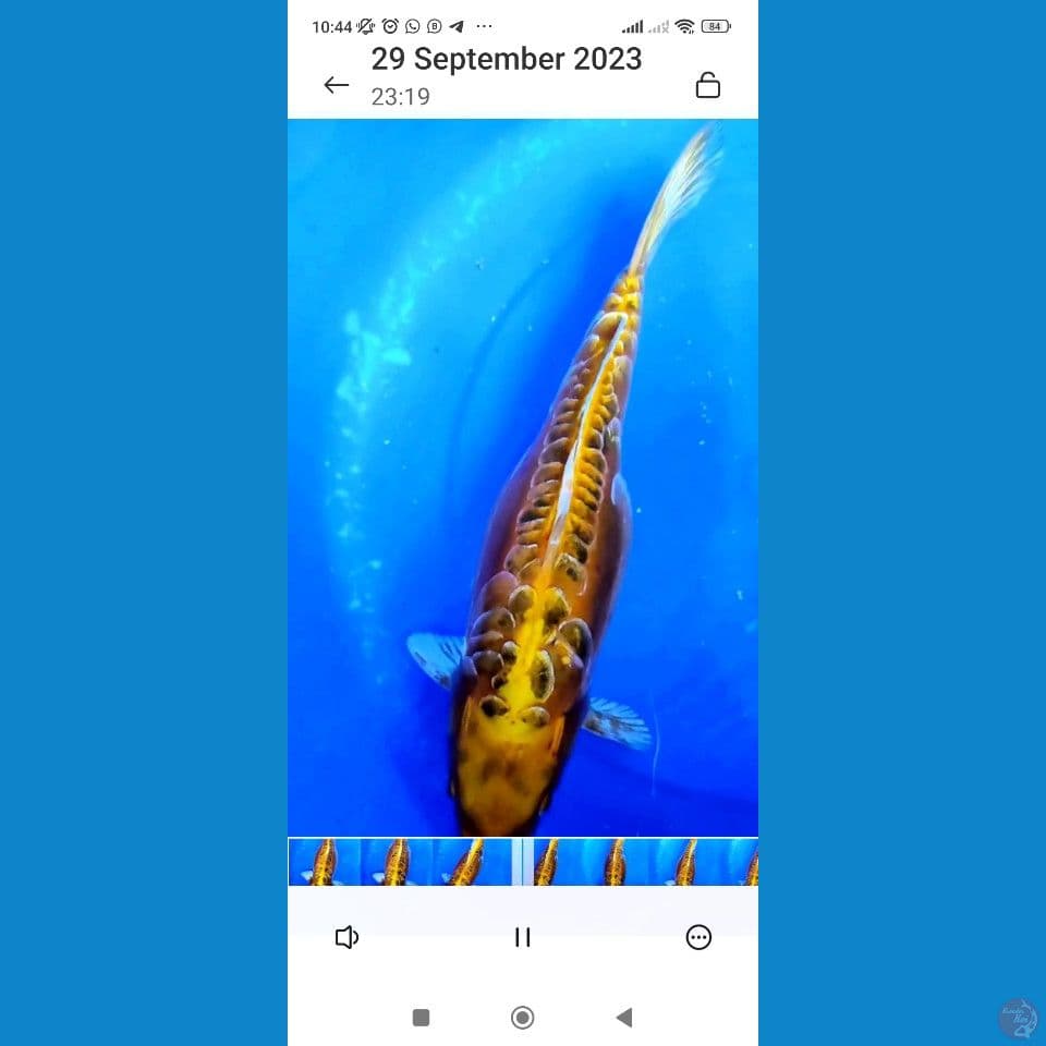 JUMBO OGON DOITSU ARAGOKE SANGAAAR 38.5 CM FEMALE