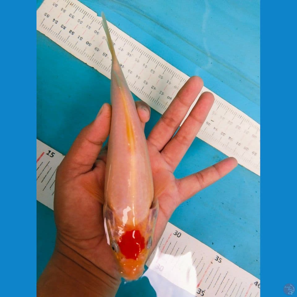 tancho kohaku 20cm
