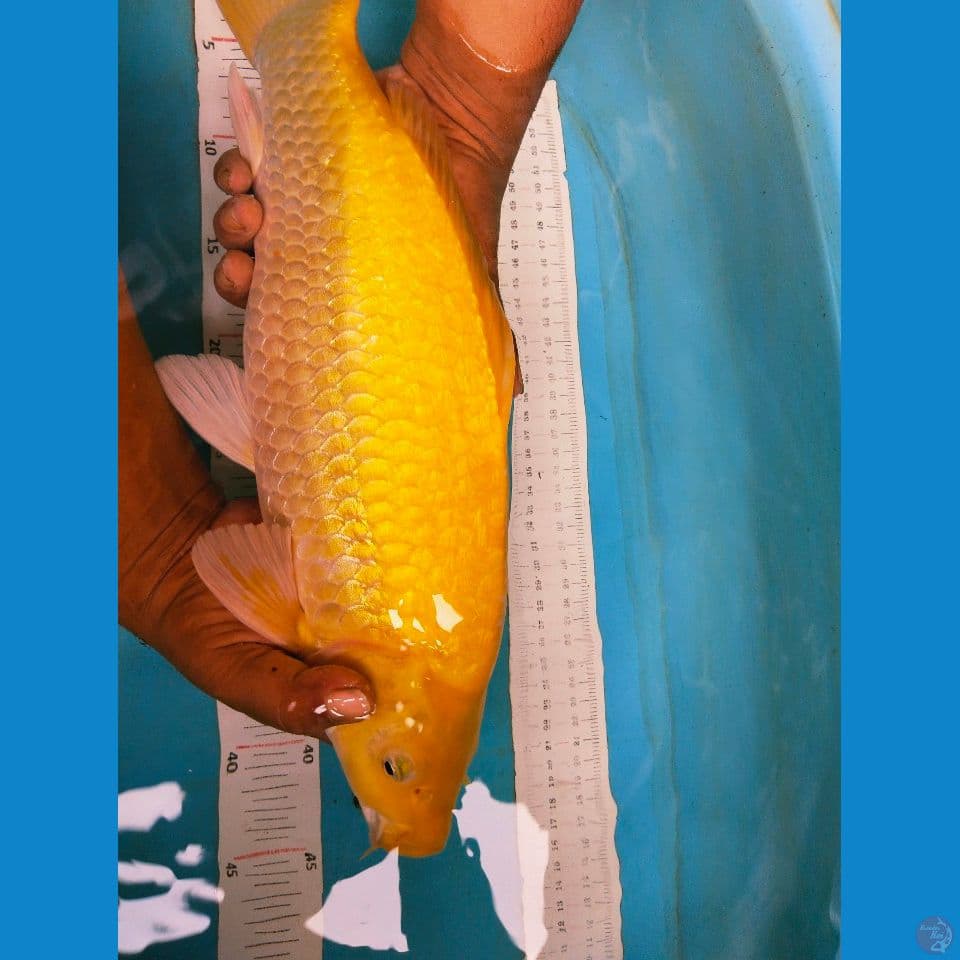 karshi gibdrin beepunuk 44cm
