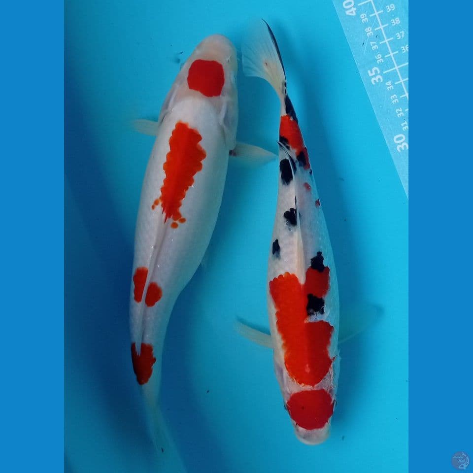 kohaku, sanke 30'32cm