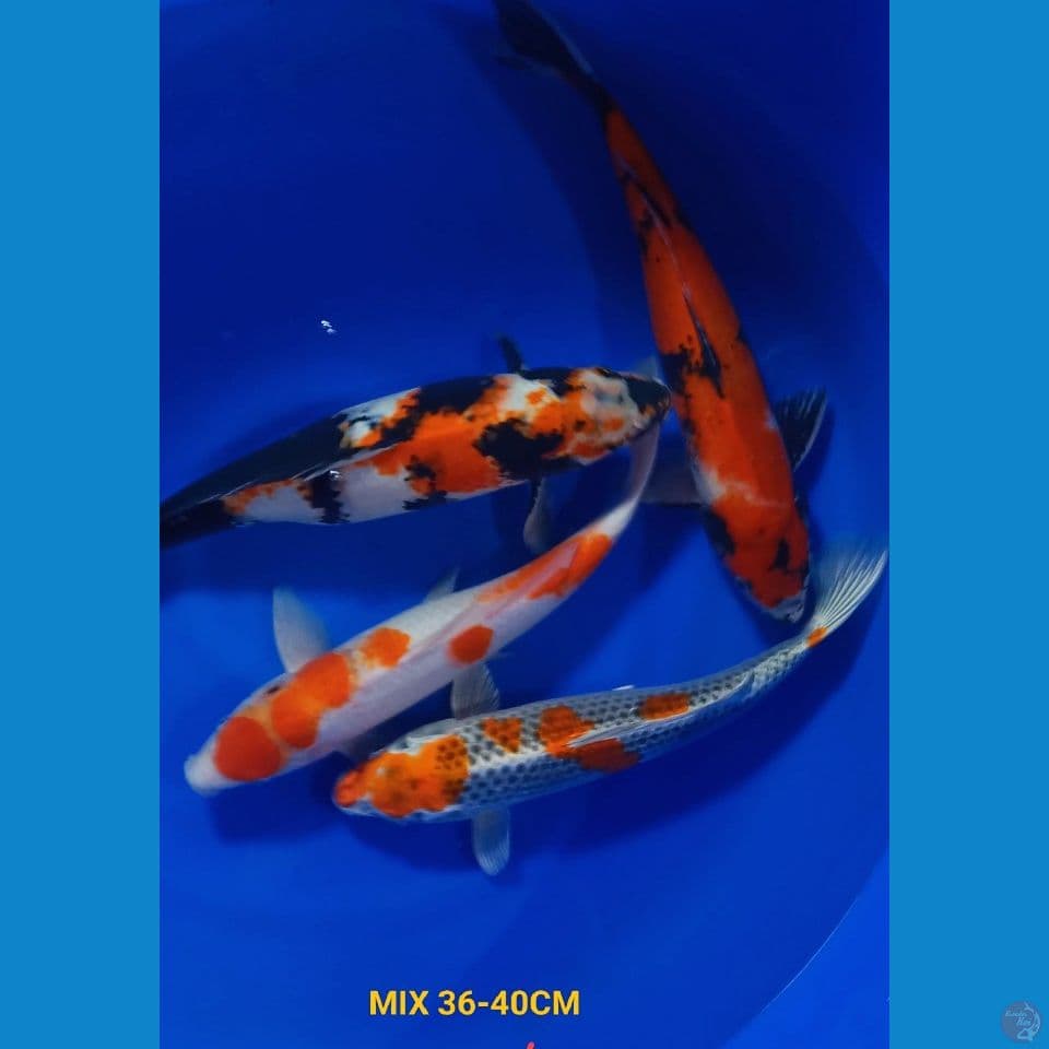 MIX 36-40CM(PAKET 4 EKOR)