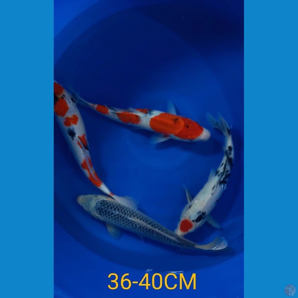 MIX 36-40CM(4EKOR)