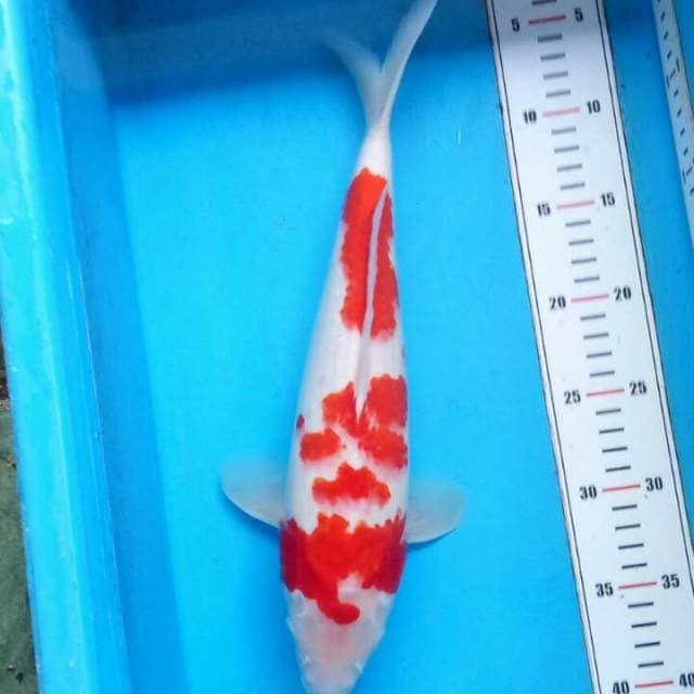 37cm-Kohaku-Male