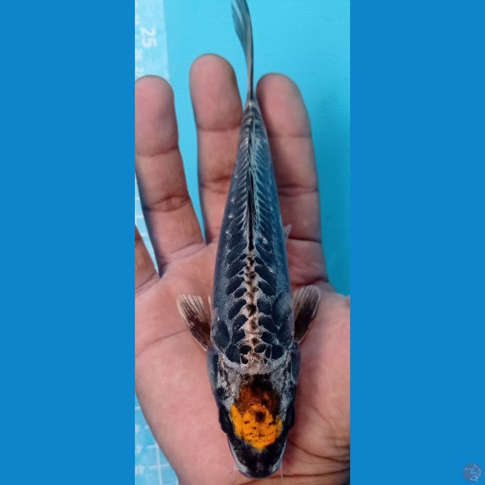 tanco kiko 20cm