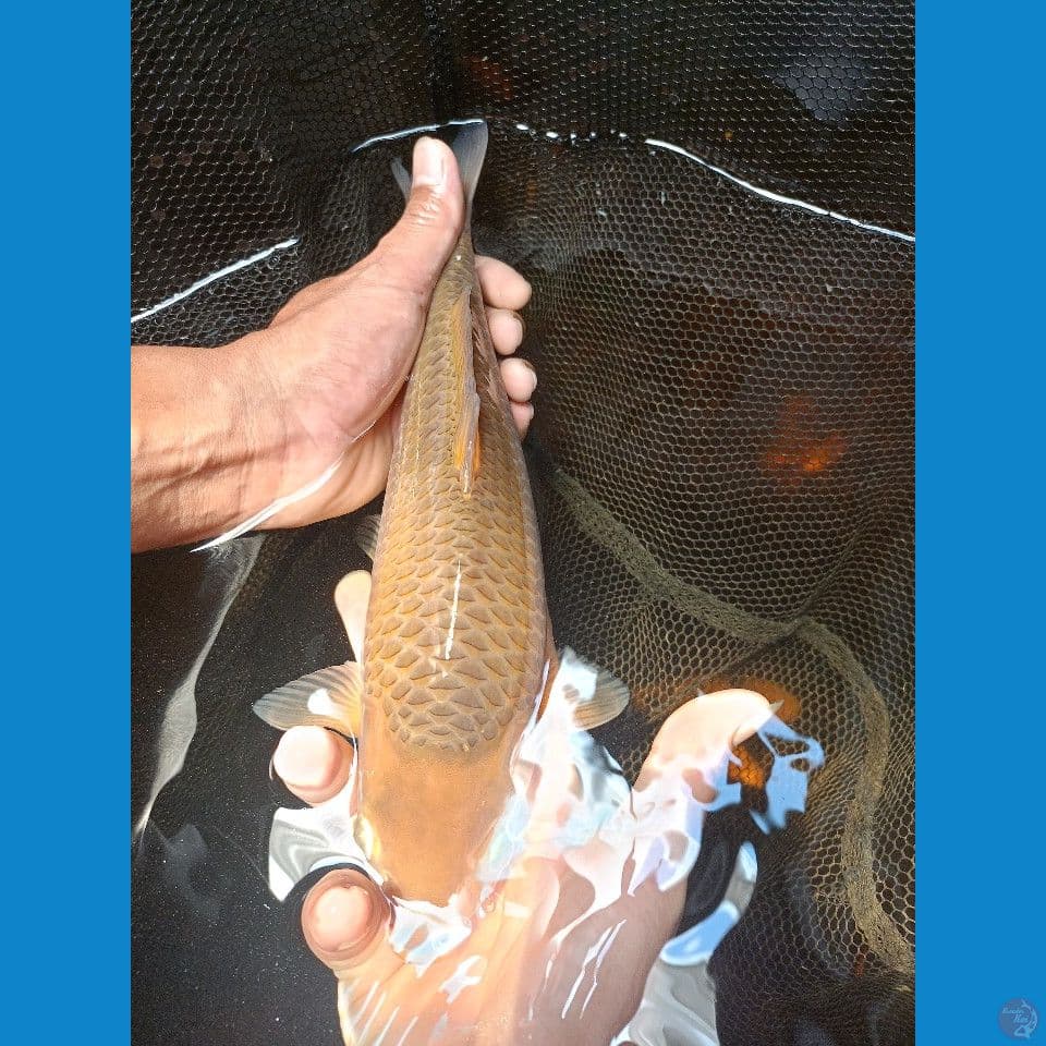 caramel 30cm SQ