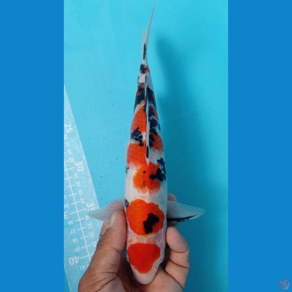 maruten sanke 29cm