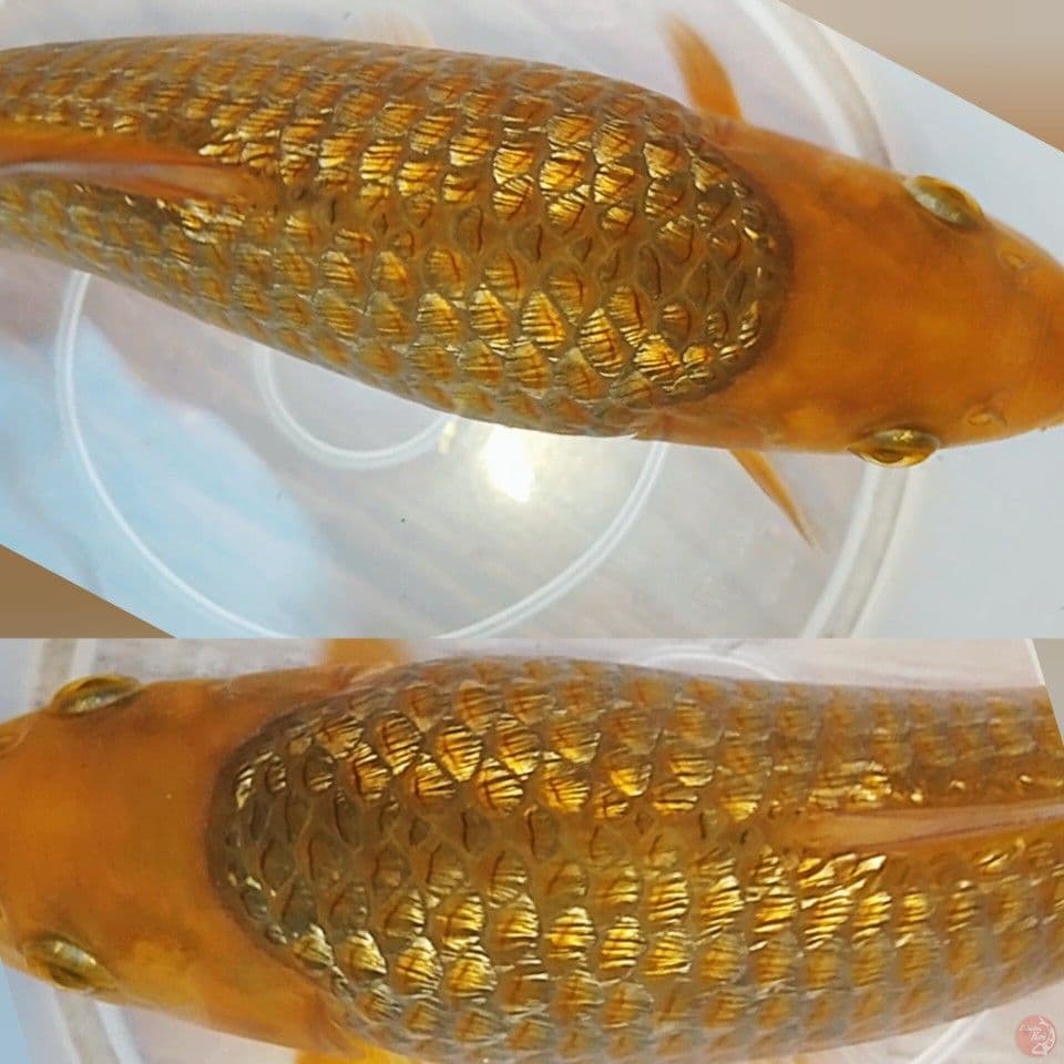 karamel ginrin bulky berpunuk
