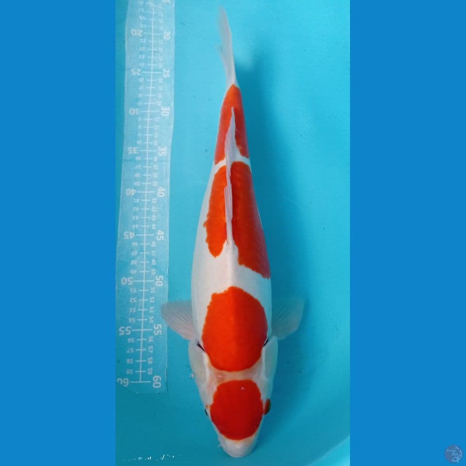 calon indukan mulus 45cm