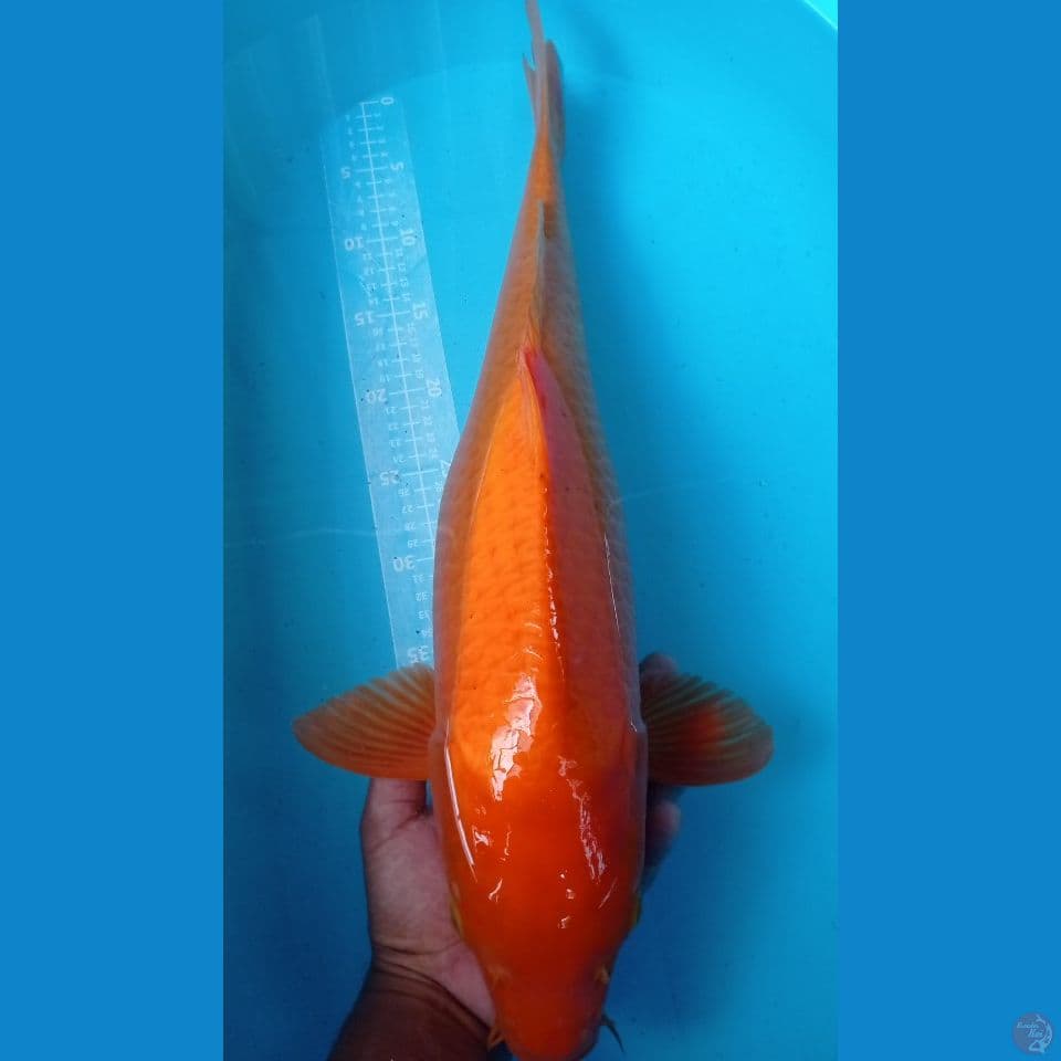 KIGOI BIG SIZE 59CM