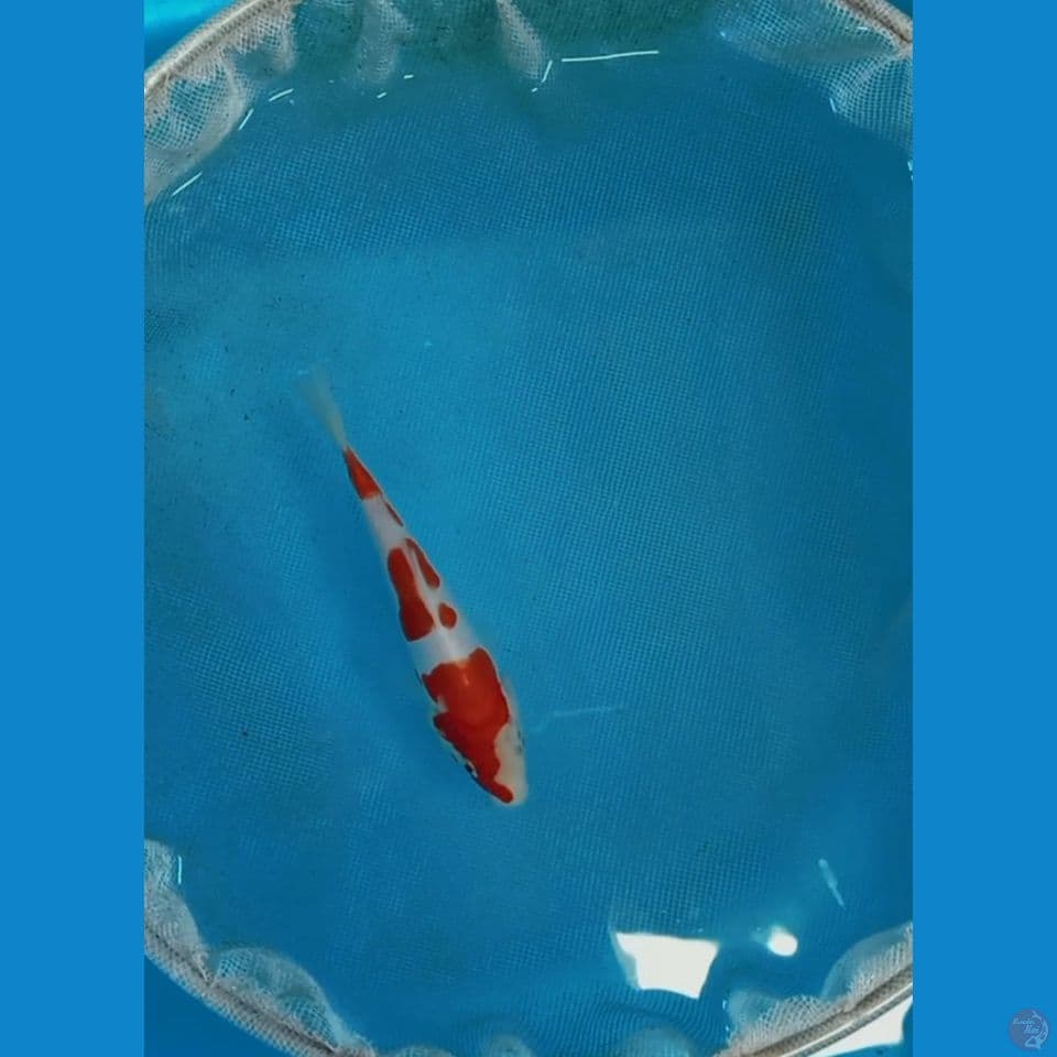 kuhaku doitsu 13 cm