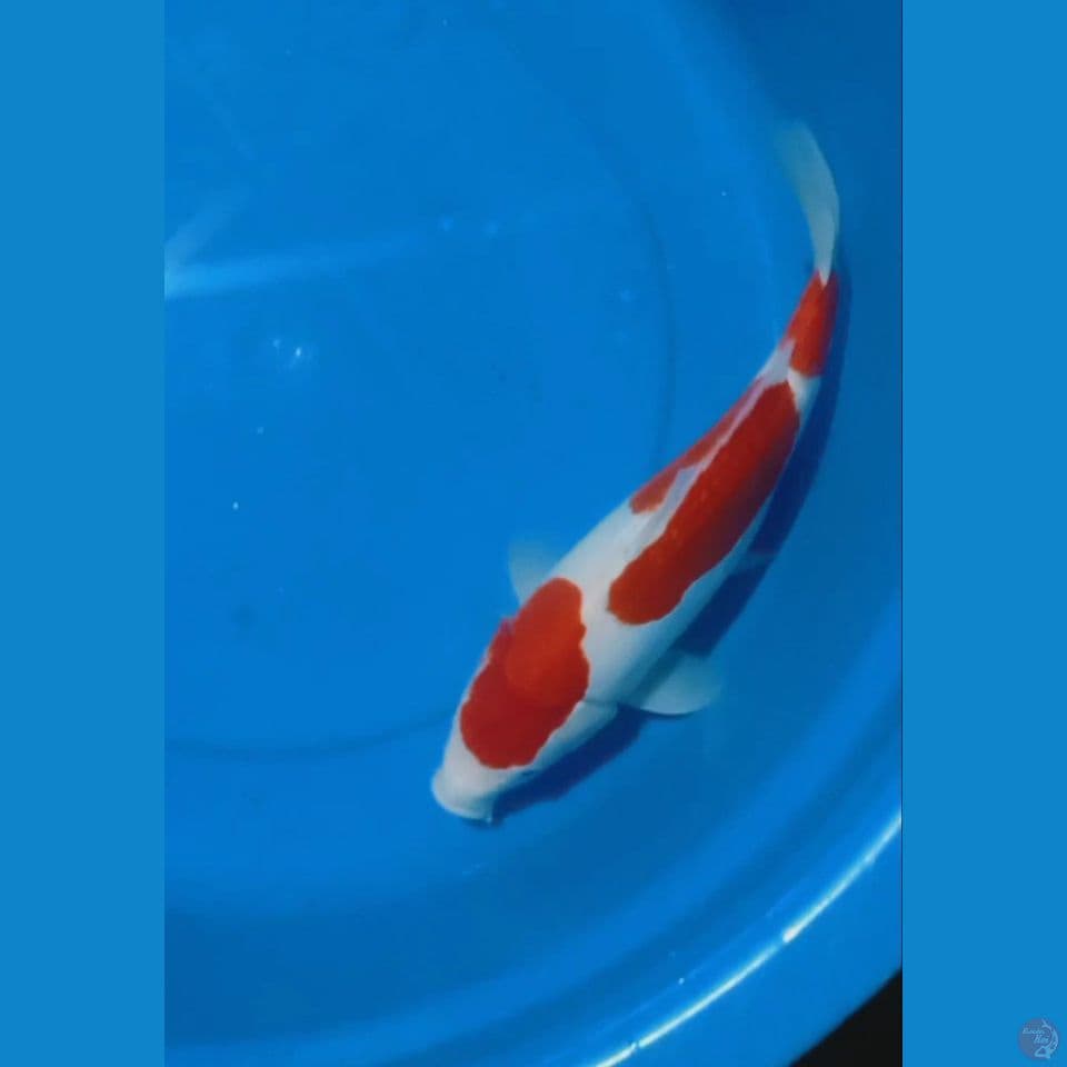 kuhaku Female 35 cm