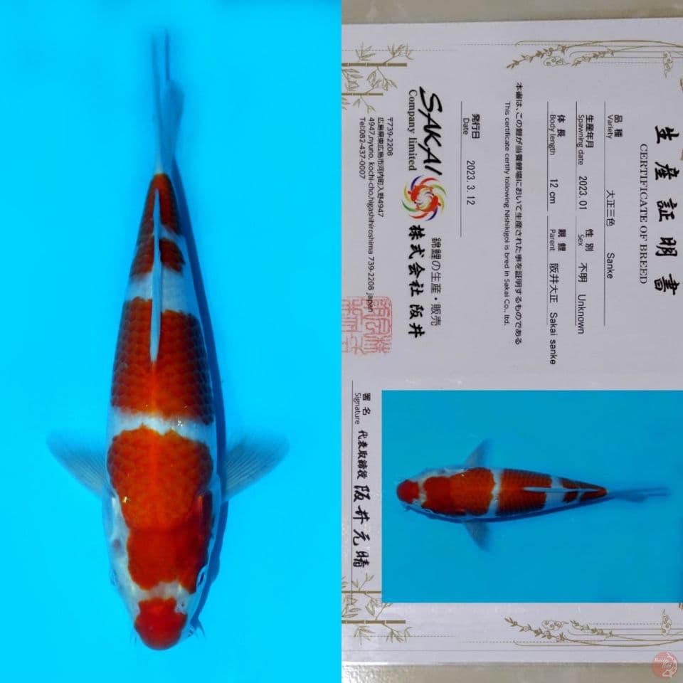 SAKAI SANDAN KUCHIBENI HQ 24CM