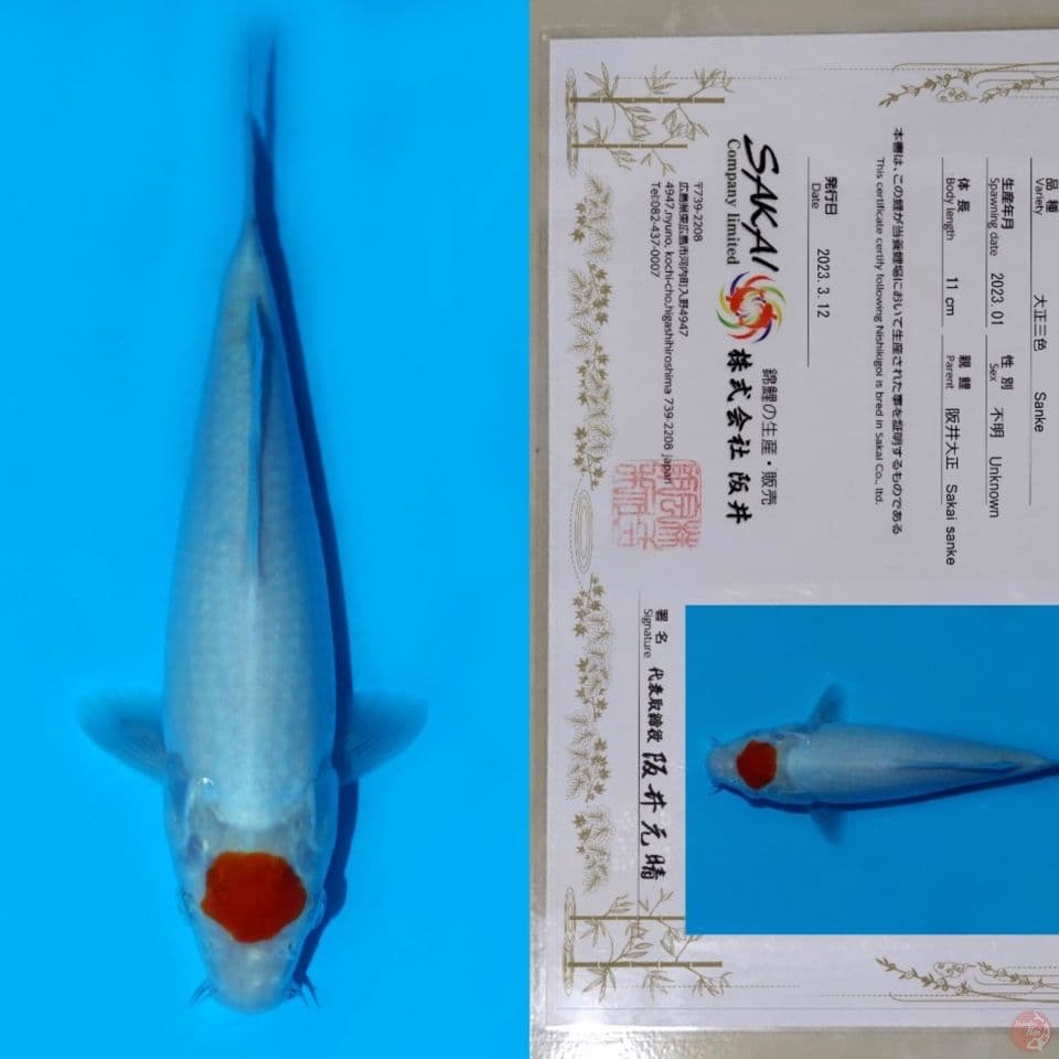SAKAI TC KOHAKU HQ 23CM