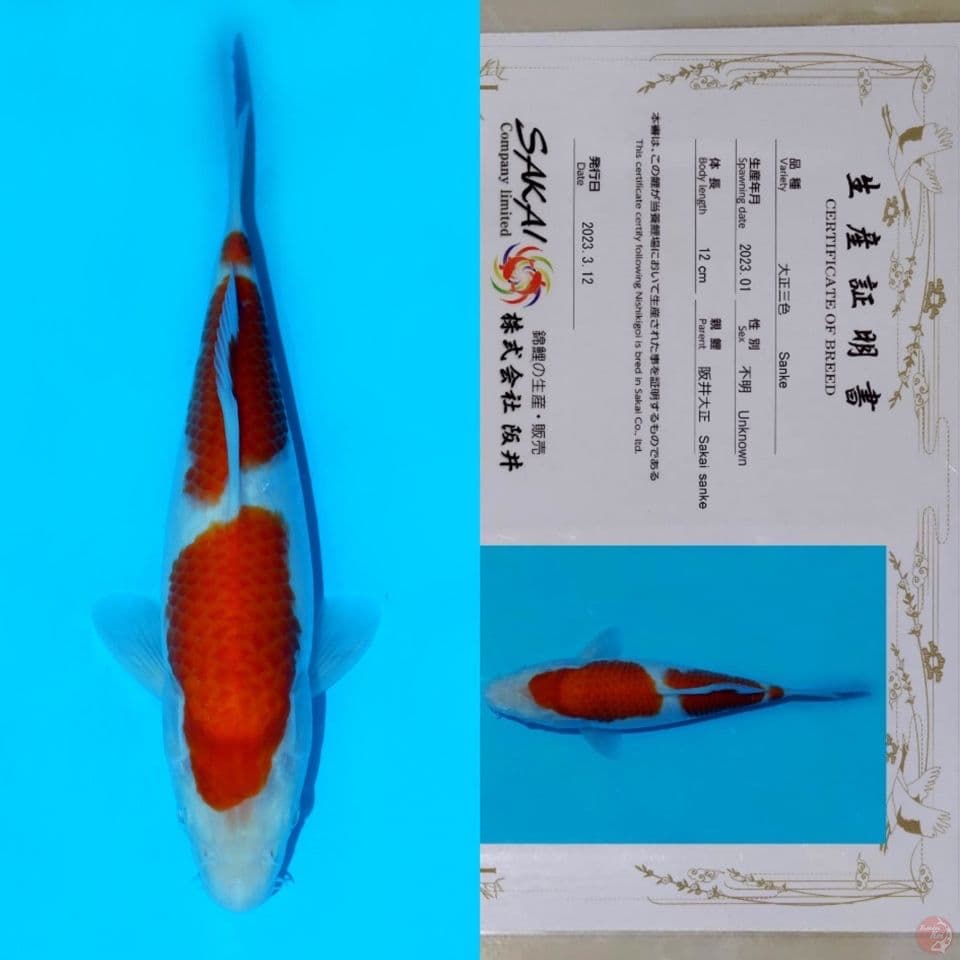 SAKAI SANDAN KOHAKU HQ 24CM
