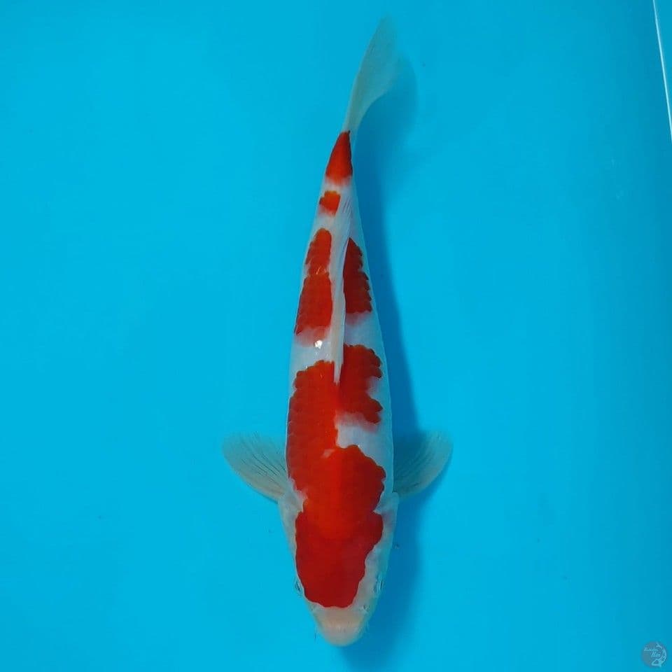 kohaku sz 30cm/male