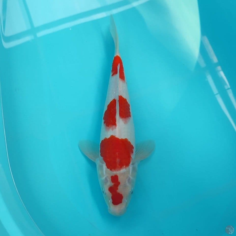 kohaku sz 32cm/male