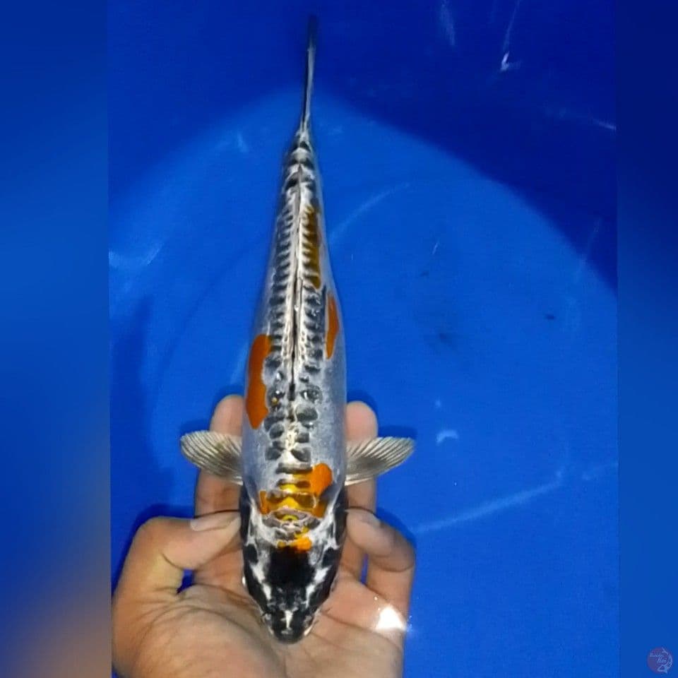 KIKOKURIYU 25CM