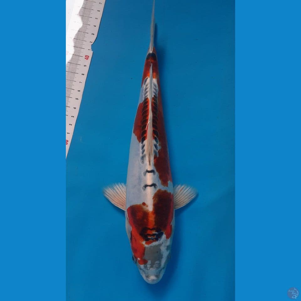 kikokuyu F30cm