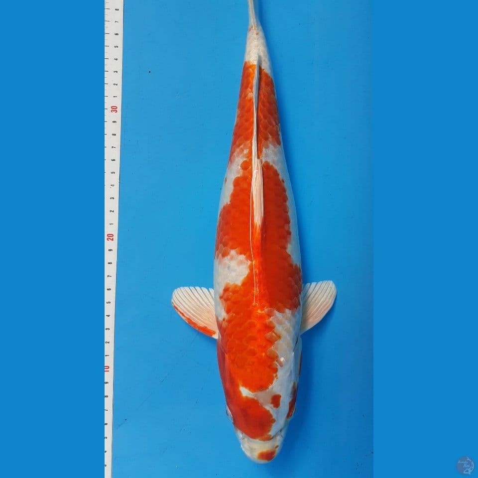 kuhaku hikary F40cm