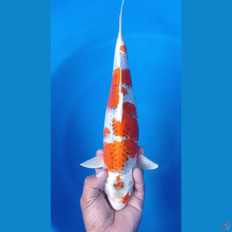 Kawarimono 40cm