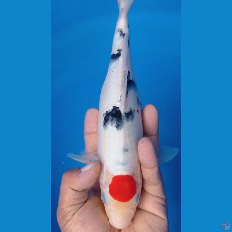 tanco sanke 32cm
