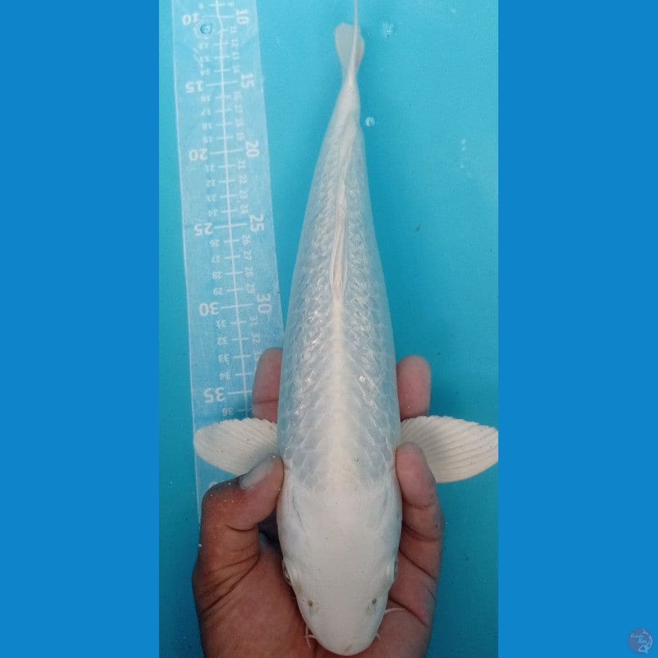 platinum ginrin 35cm