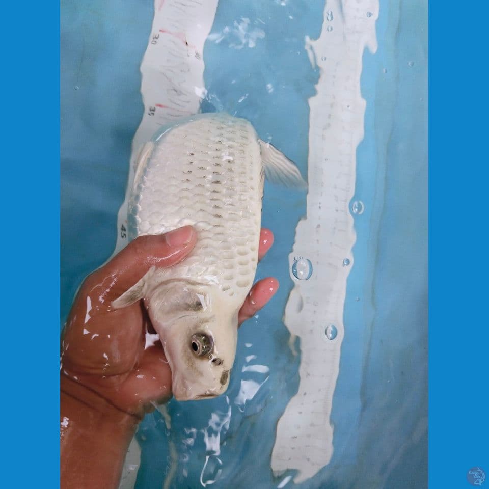 mukasi 26cm berpunok grandong