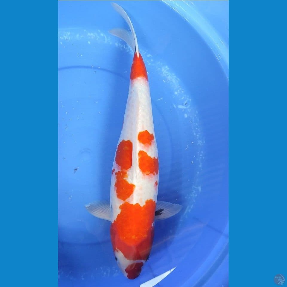 JUMBO TAISHO Sanshoku 50 BU/49 cm Female