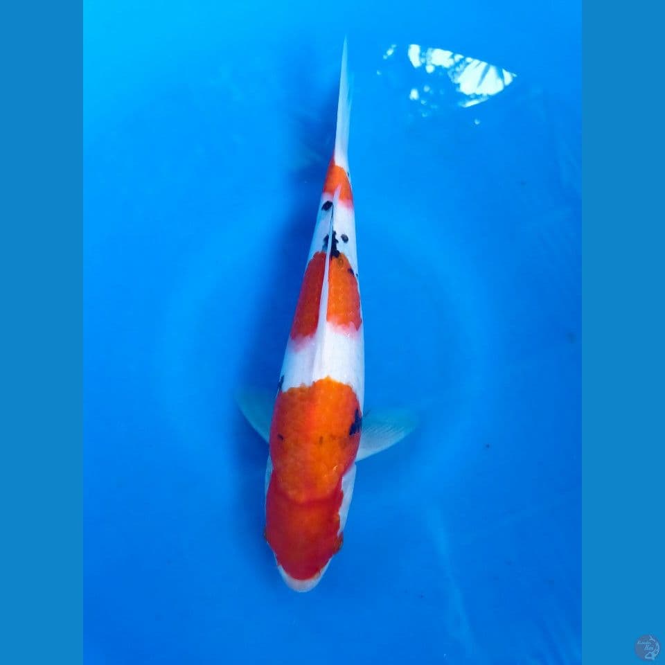 SANKE 30CM(MALE)