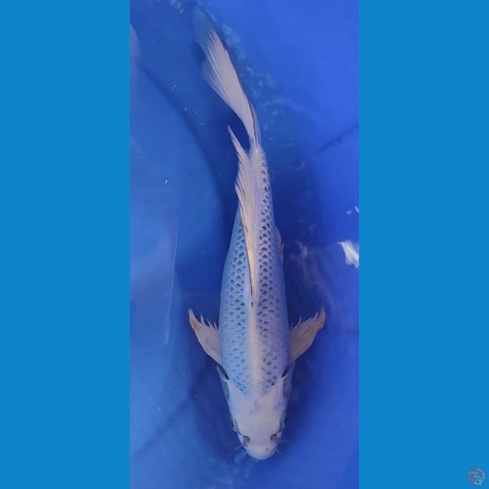 KUMPAY MUKASI KEPALA BERSIH 30 CM FEMALE