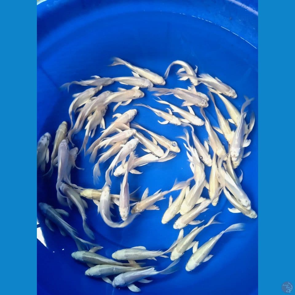 kumpay platinum