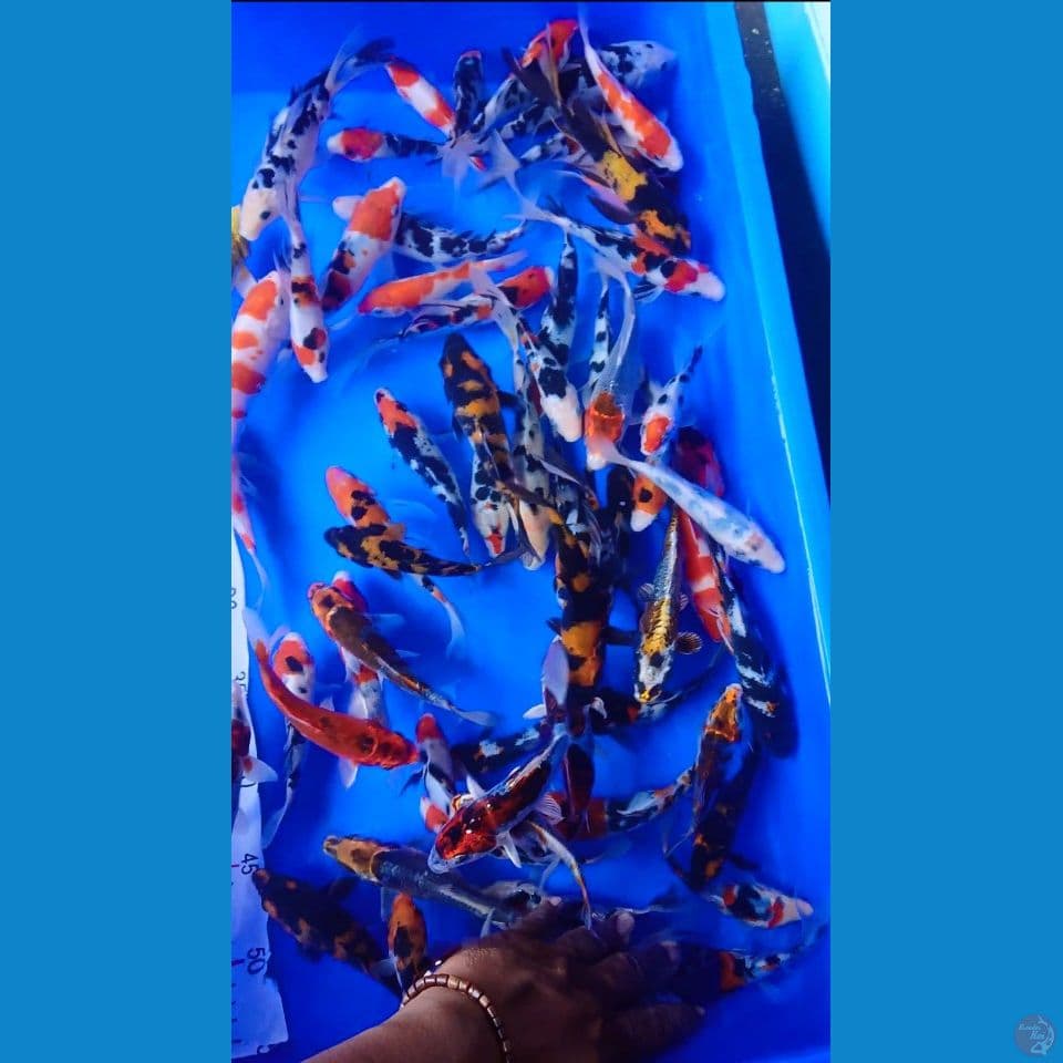 mix koi cantik 70 ekor