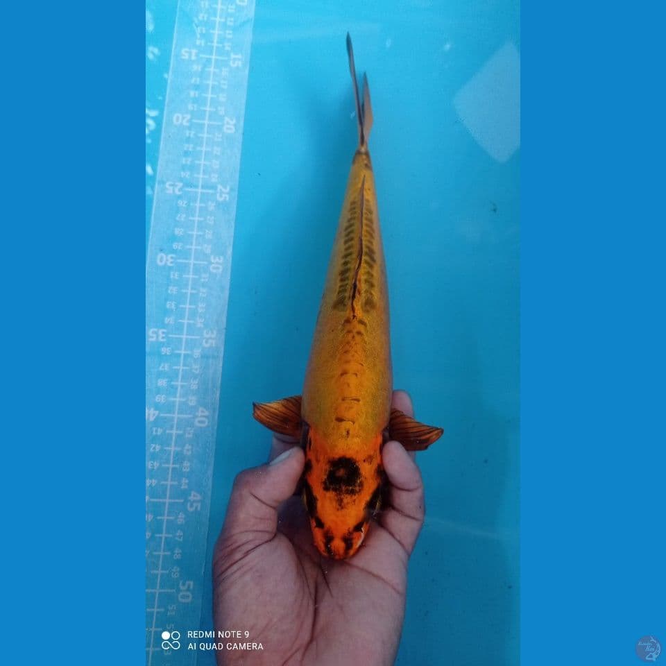 banana kiko 34cm