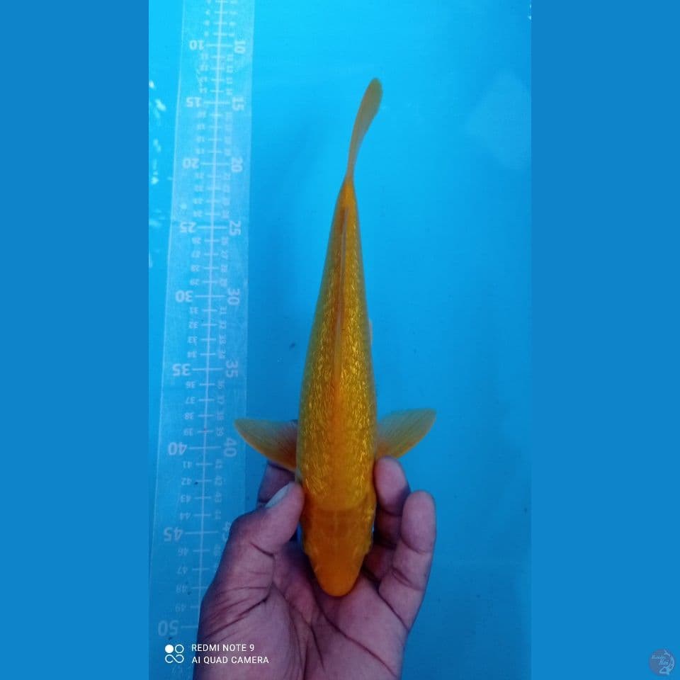 karasi ginrin 29cm