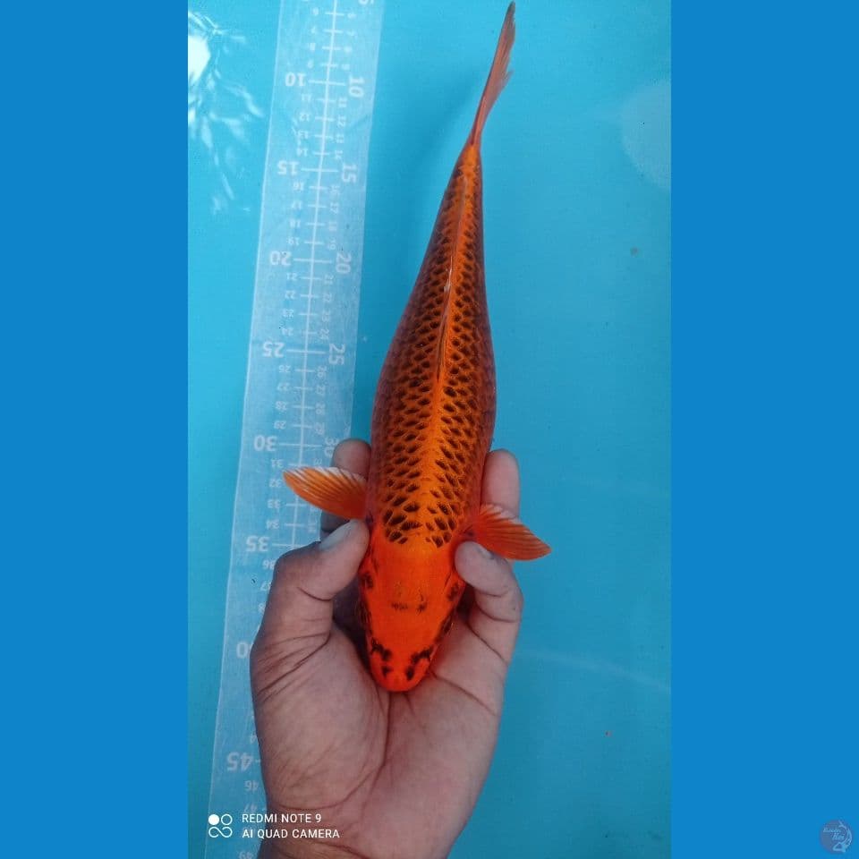 aka matsuba 32cm