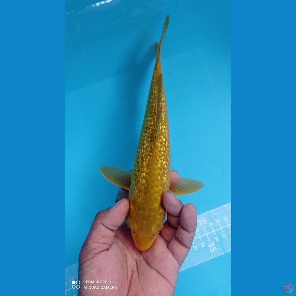 ijo ginrin 29cm