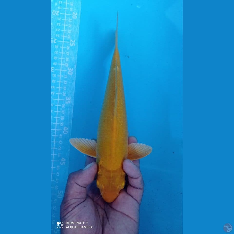 mata merah 29cm