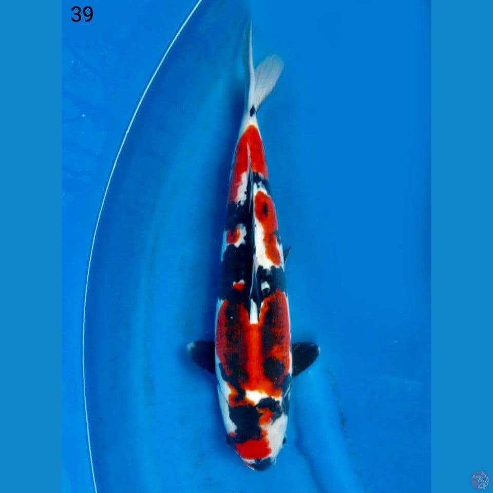 Koromo Showa Doitsu 40 Bu (39 cm)