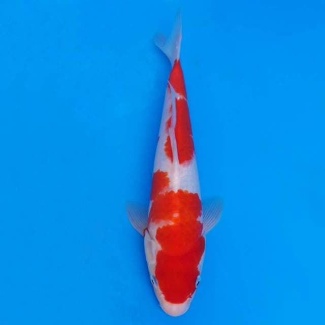 Kohaku import