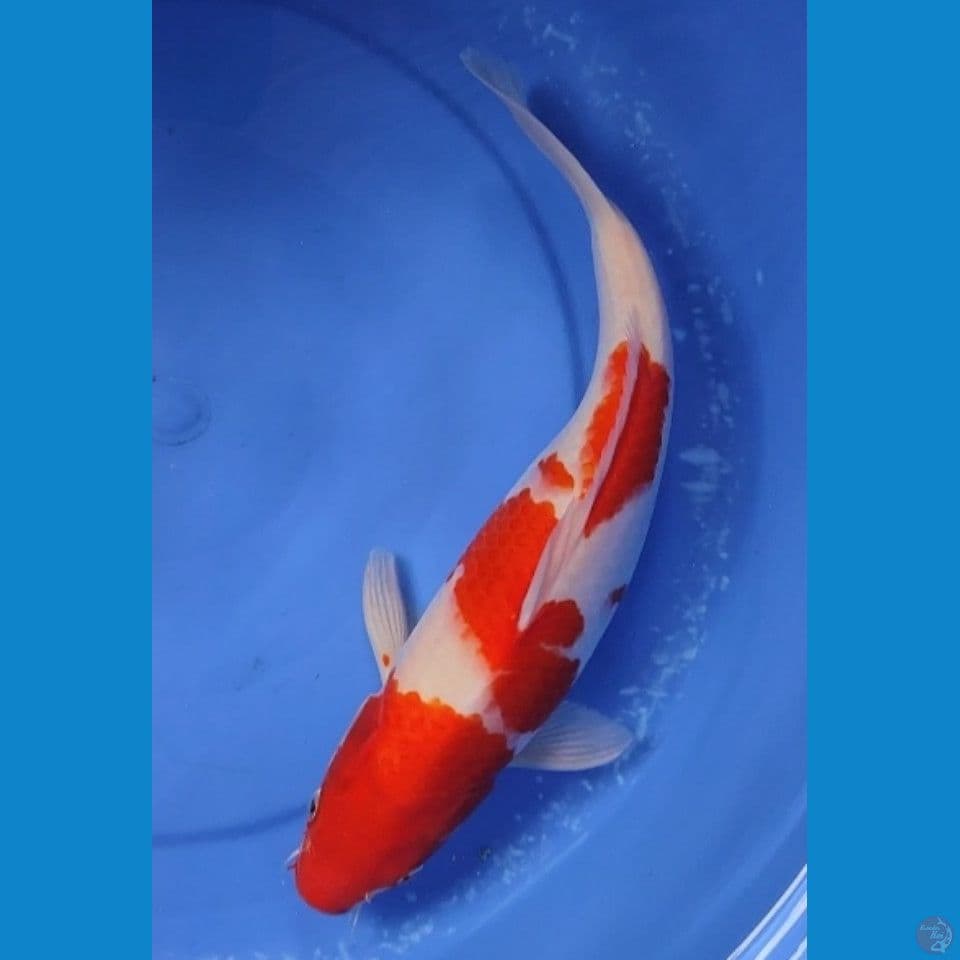 JUMBO ORIGINAL KOHAKU 38 CM FEMALE