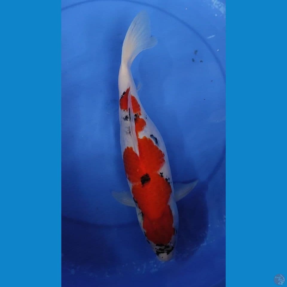 SHOWA TATEGOI PROSPEK BERPUNUK 35 CM Female