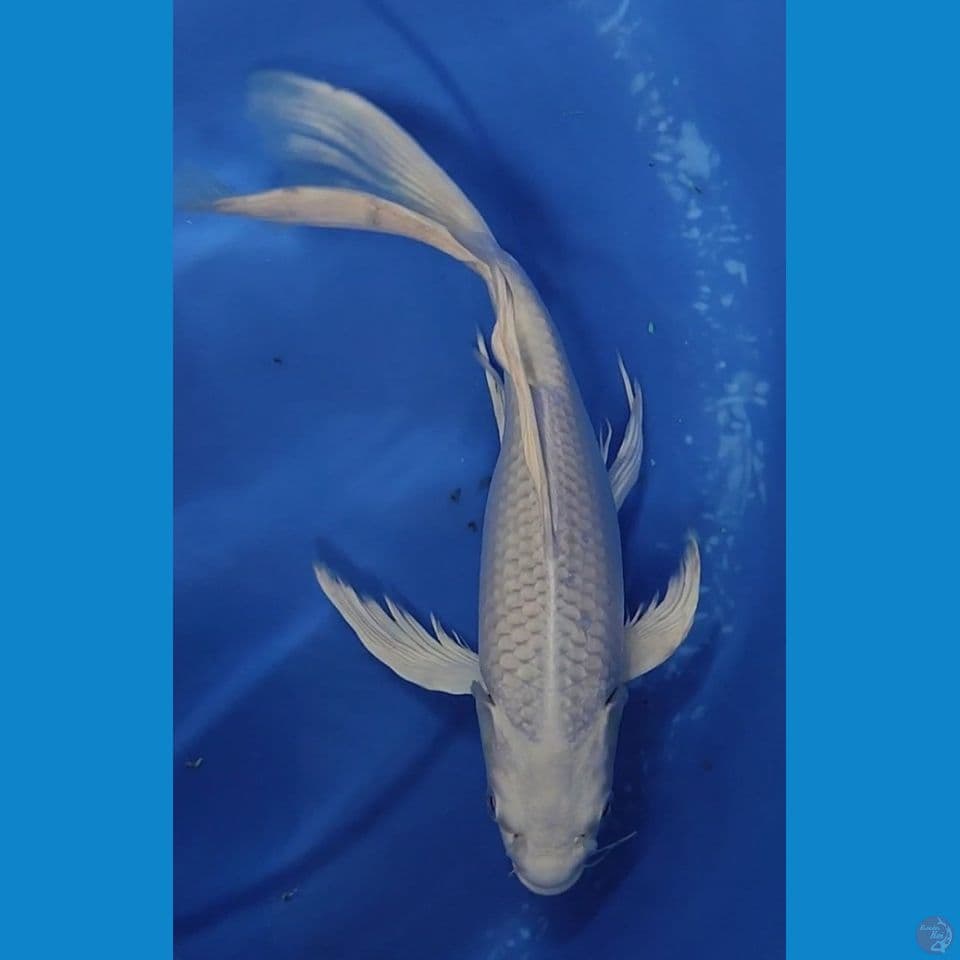 KUMPAY PLATINUM SALJU GONDRONG 29 CM FEMALE