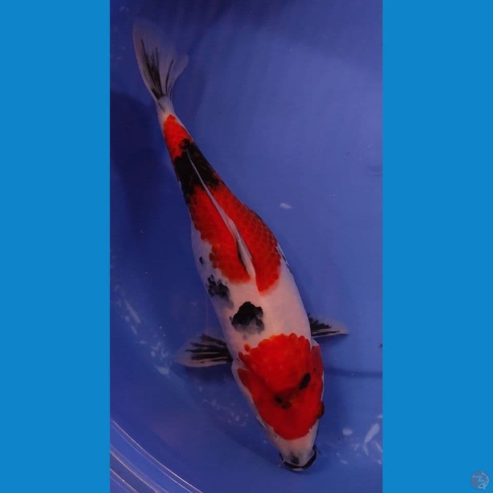 Showa Berpunuk 36 cm Female