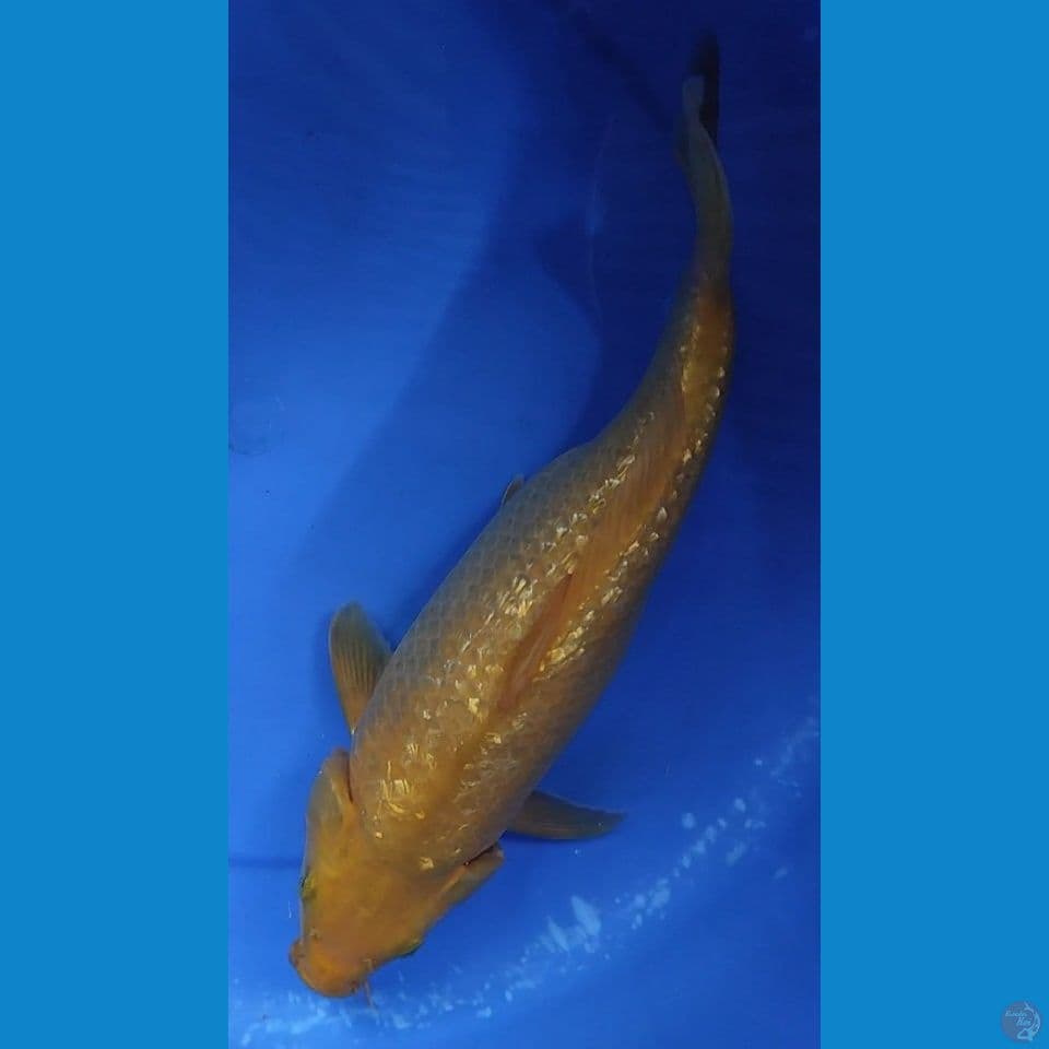 KARASYI FULL GINDRIN TOP 37 CM FEMALE