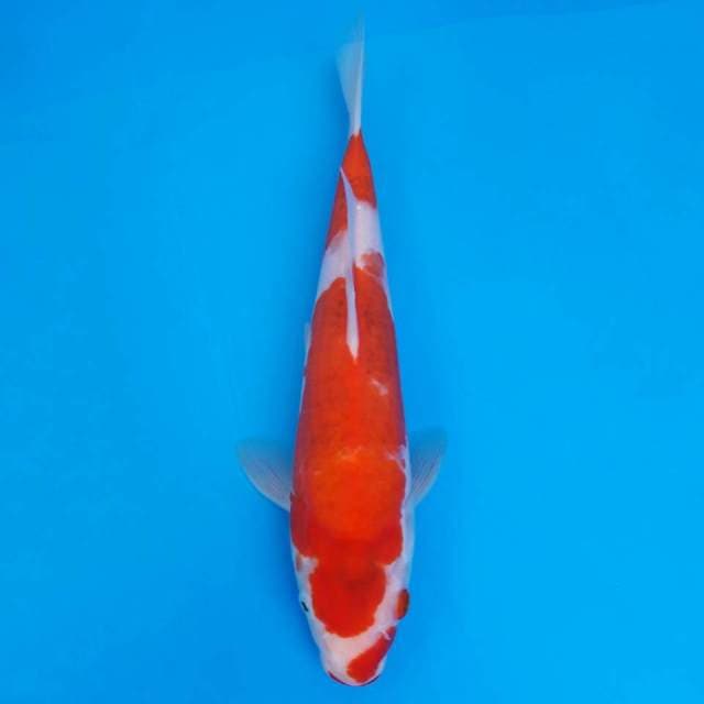 Ai goromo import