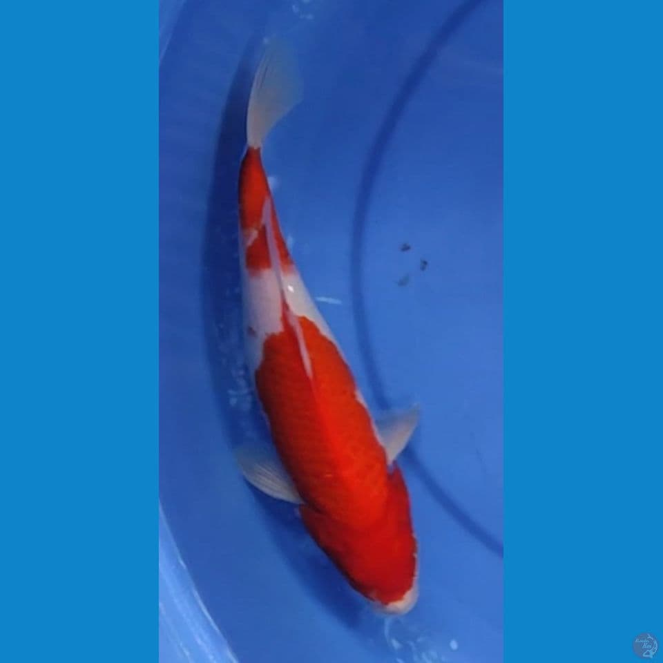 Original kohaku Berpunuk 26 cm Female