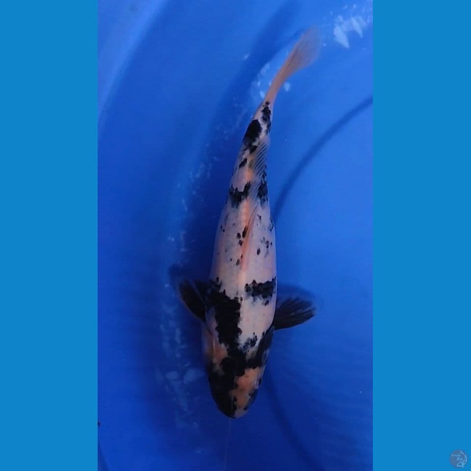Shiro Bakat Jumbo 26 cm Jantan