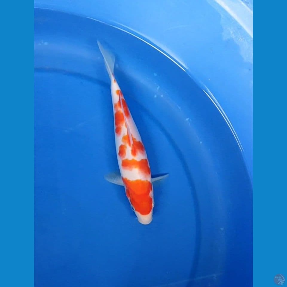 moni kohaku original 21cm