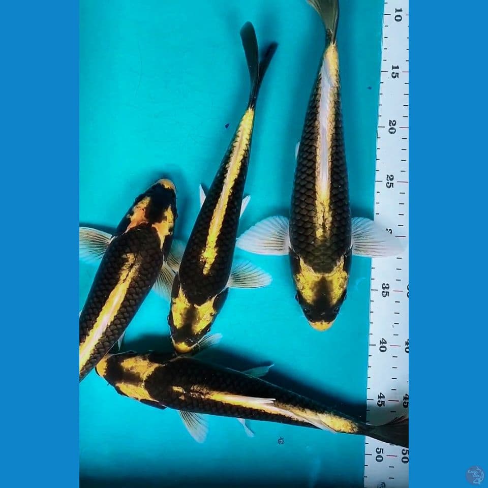 PAKET KABUTO 30-32CM 4 EKOR